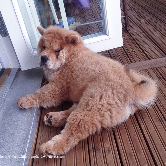 chow chow puppy horatio (13)