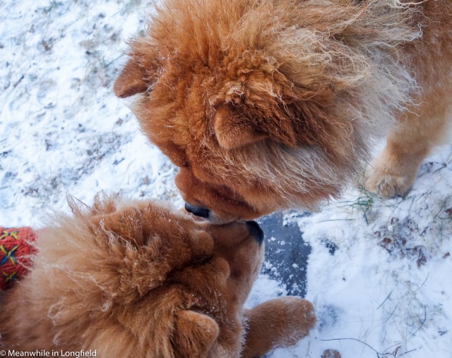 red chow chow14