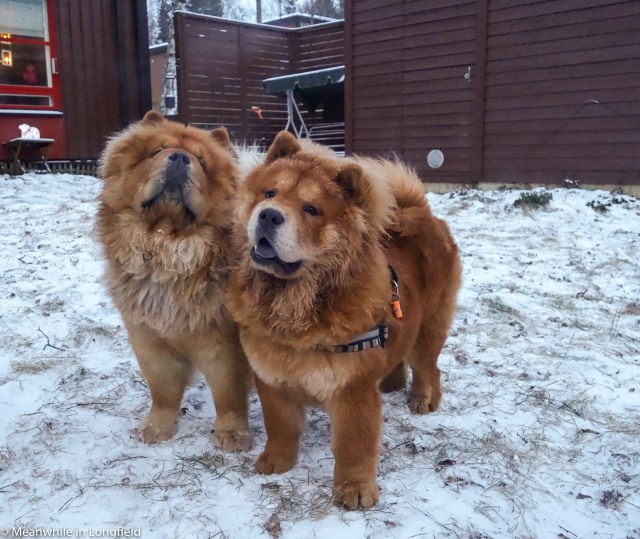 red chow chow15