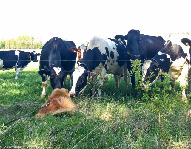 chow chow and cows1